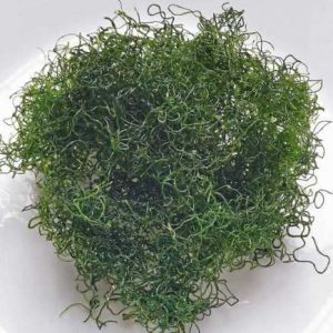 Chaetomorpha makrolevä