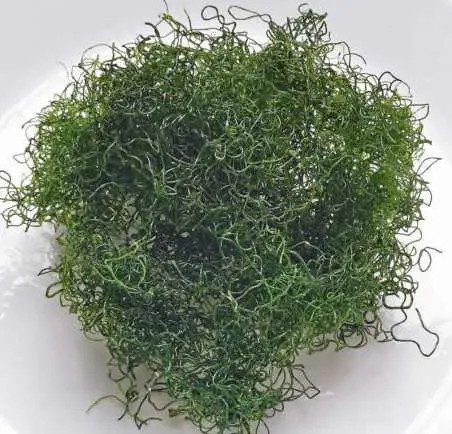 Chaetomorpha makrolevä