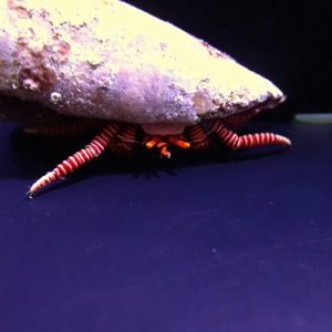 Ciliopagurus striatus (Halloween hermit crab)