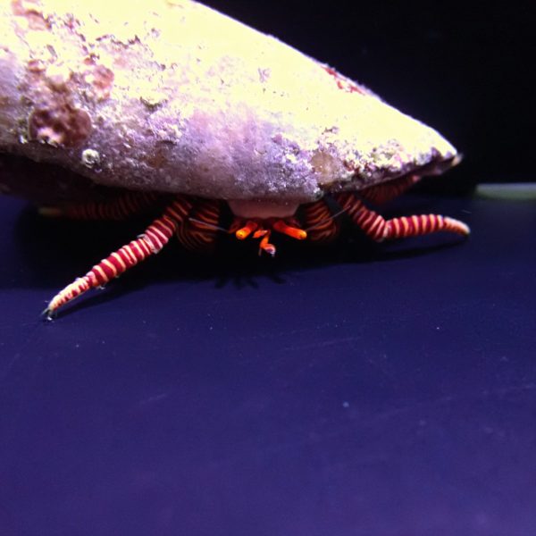 Ciliopagurus striatus (Halloween hermit crab)