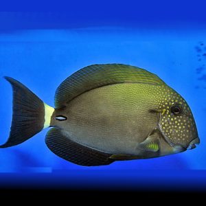 Acanthurus maculiceps (Freckled surgeonfish)