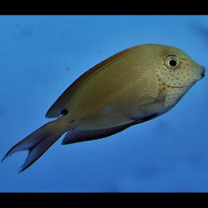 Acanthurus nigrofuscus (Lavender Tang)