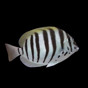 Acanthurus sohal (Linjavälskäri)