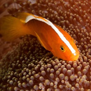Amphiprion sandaracinos (Nauhavuokkokala)