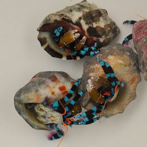 Calcinus elegans (Electric blue hermit crab)