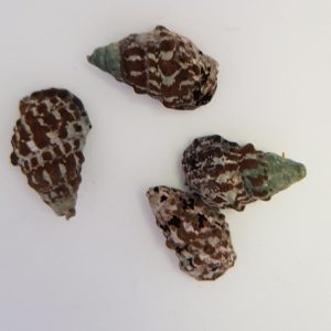 Cerithium caeruleum (Cerith sand snail)