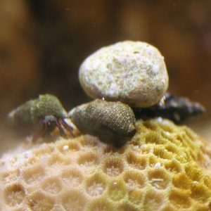 Clibanarius digueti (Blue eye hermit crab)