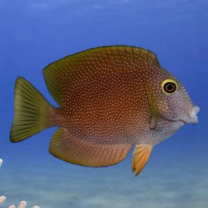 Ctenochaetus truncatus (Gold-ring bristletooth)
