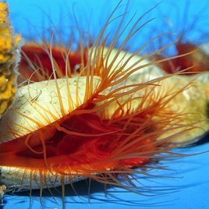 Ctenoides ales (Electric flame scallop)