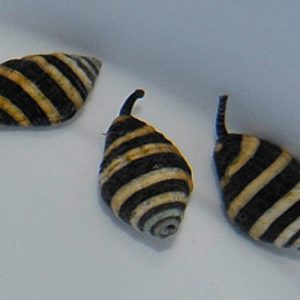 Engina mendicaria (Bumble bee snail)