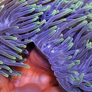 Heteractis magnifica (Ritteri anemone)