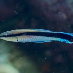 Labroides dimidiatus (Puhdistajakala)