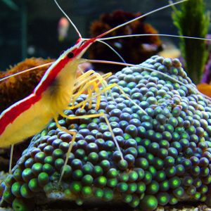 Lysmata amboinensis (Skunk shrimp)