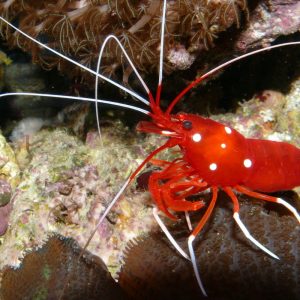 Lysmata debelius (Fire shrimp)