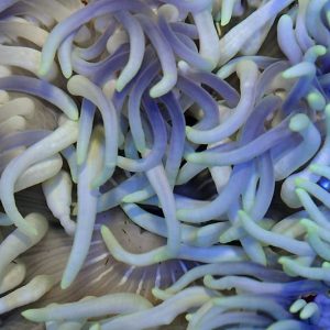 Macrodactyla doreensis (Long tentacle anemone) blueish