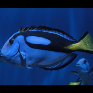 Paracanthurus hepatus (Palettivälskäri)