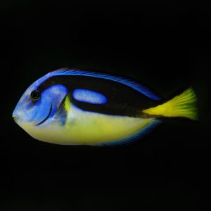 Paracanthurus hepatus (Palettivälskäri) – Keltavatsainen