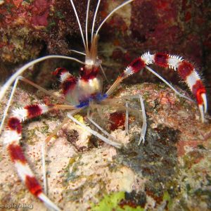 Stenopus hispidus (Banded boxer shrimp)
