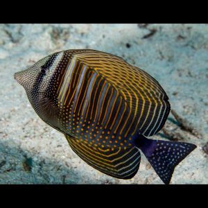 Zebrasoma desjardinii (Seepravälskäri)