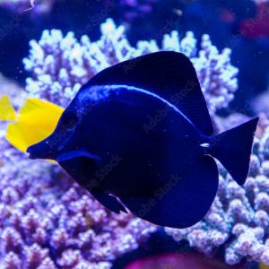 Naso elegans (Blonde Naso Tang)