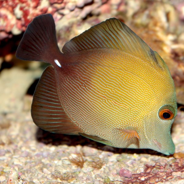 Zebrasoma scopas (Ruskovälskäri)
