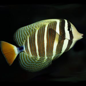 Zebrasoma veliferum (Purjevälskäri)