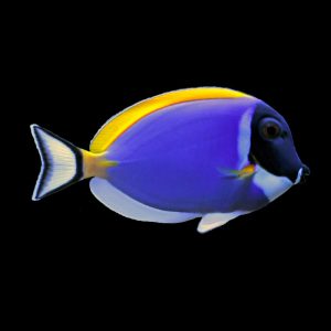 Acanthurus leucosternon (Kaulusvälskäri)