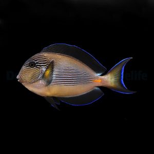 Acanthurus sohal (Linjavälskäri)