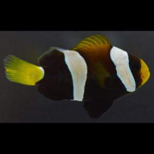 Amphiprion clarkii (Seepravuokkokala) black