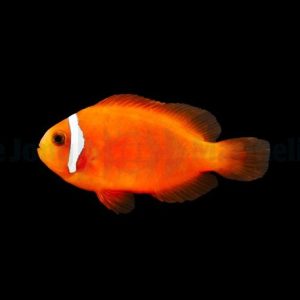 Amphiprion frenatus (Punavuokkokala)