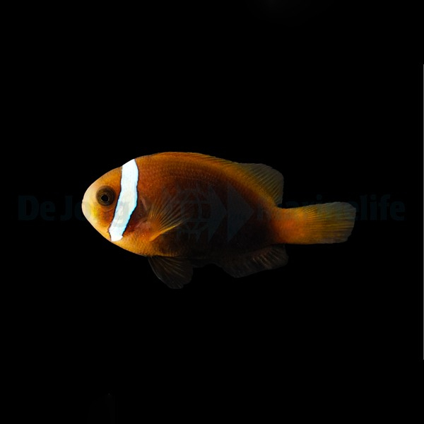 Amphiprion melanopus (Cinnamon clownfish)