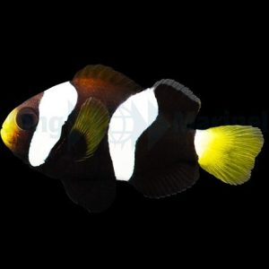Amphiprion milii (Western Australian Anemonefish)