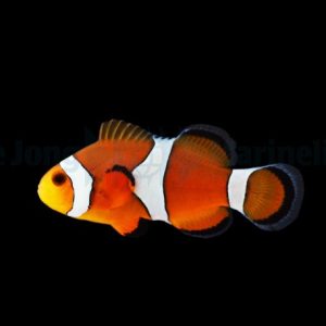 Amphiprion ocellaris (Vuokkokala)