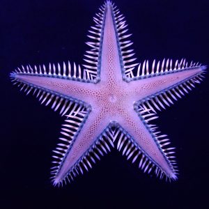 Astropecten polyacanthus (Indo-pacific Comb Starfish)