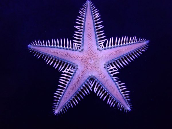 Astropecten polyacanthus (Indo-pacific Comb Starfish)