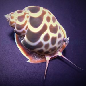 Babylonia zeylanica (Indian babylon)