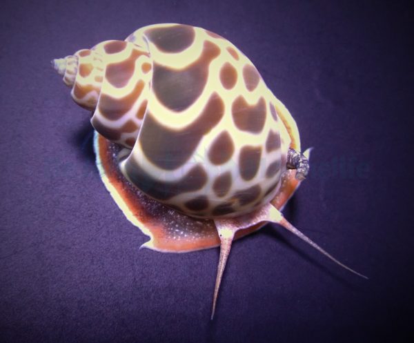 Babylonia zeylanica (Indian babylon)