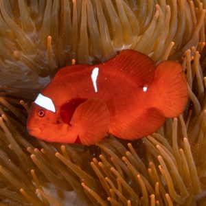 Amphiprion biaculeatus (Samettivuokkokala)