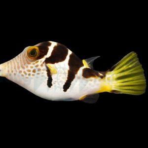 Canthigaster valentini (Satulapallokala)