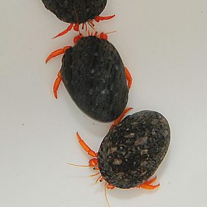 Clibanarius rutilus (Red hermit crab)