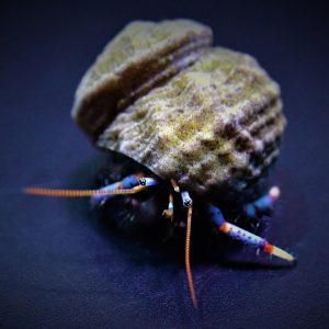 Clibanarius tricolor (Blue-legged hermit crab)