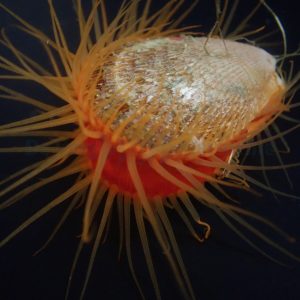 Ctenoides scaber (Flame scallop)