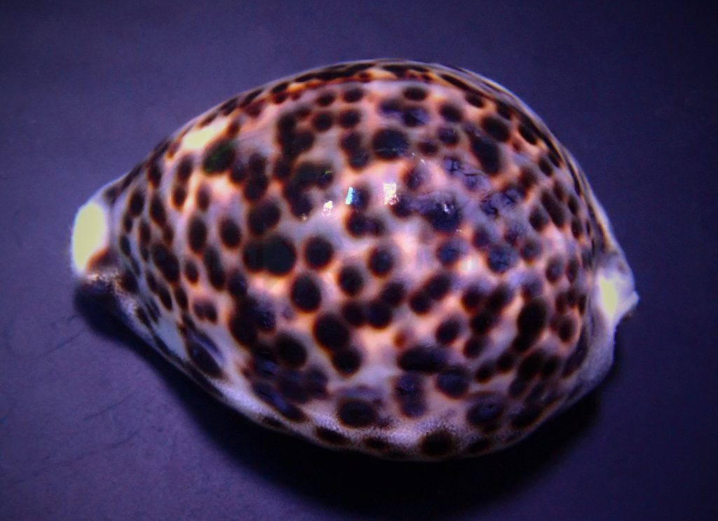 Cypraea tigris (Tiger Cowrie)