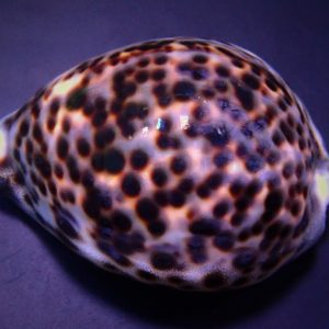 Cypraea tigris (Tiger Cowrie)