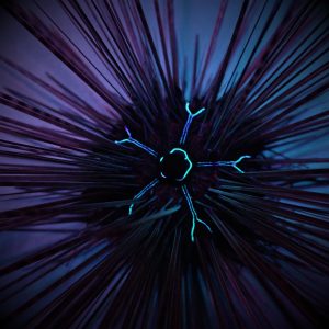 Echinothrix calamaris (Banded sea urchin)