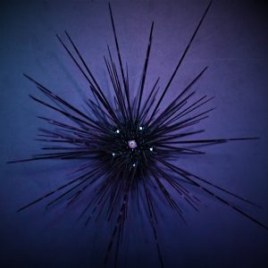 Diadema setosum (Long-spined sea urchin)