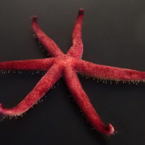 Echinaster luzonicus (Luzon seastar)