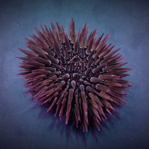 Echinometra mathaei (Burrowing urchin)