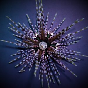 Echinothrix calamaris (Banded sea urchin)