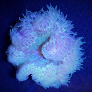 Entacmaea quadricolor (Kuplavuokko) Sunburst-Rainbow
